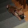 Tyson